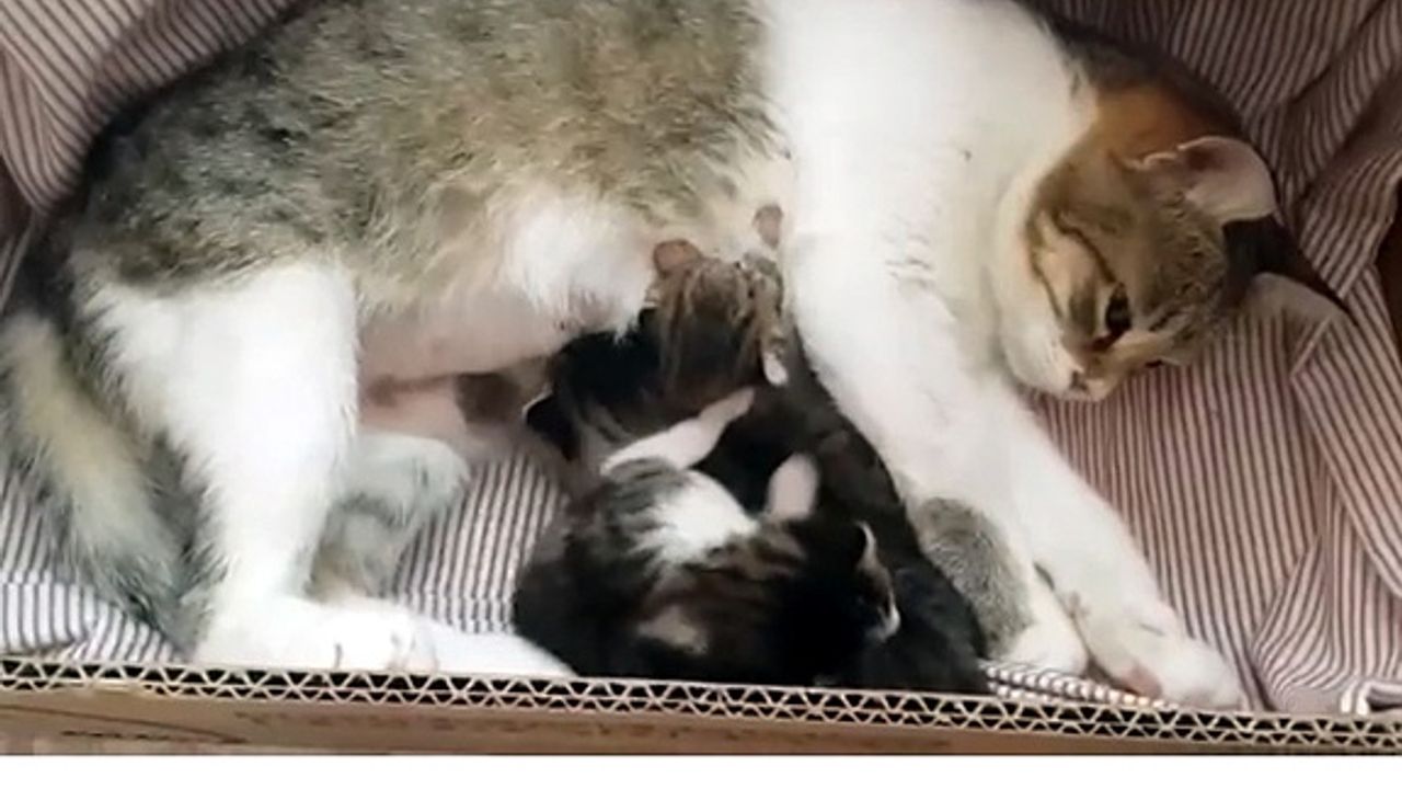Yavru kediler annelerine kavuştu
