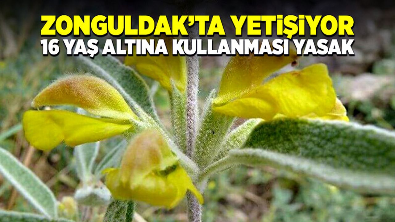 Zonguldak’ta da yetişiyor! 16 yaş altına kullanması yasak!