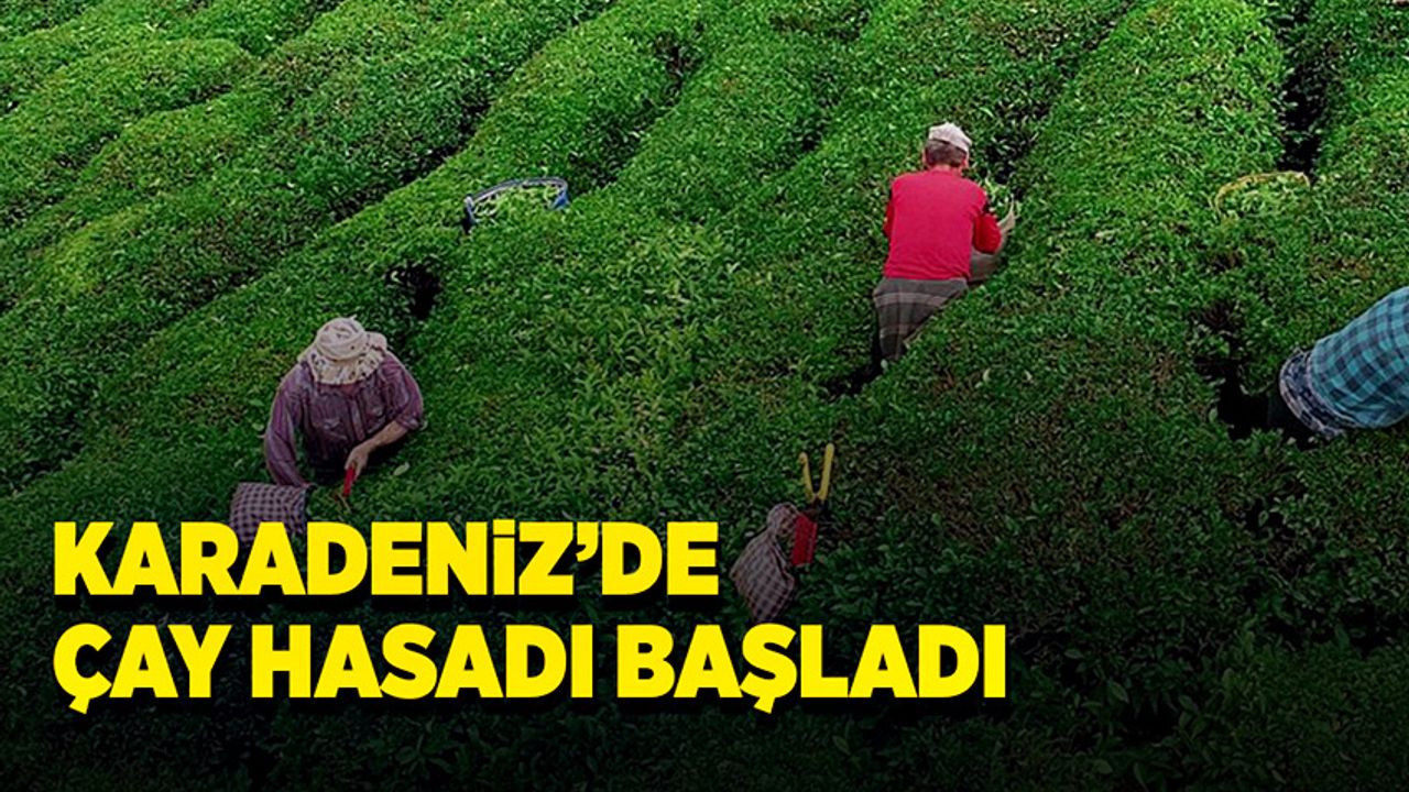 Karadeniz’de çay hasadı başladı, üreticiler de bilgilendiriliyor