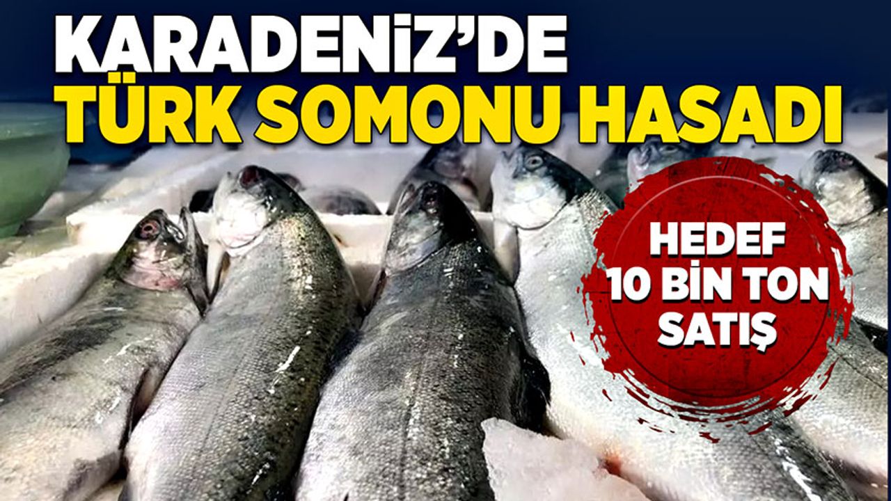 Karadeniz’de Türk Somonu hasadına başlandı, hedef 10 bin ton satış