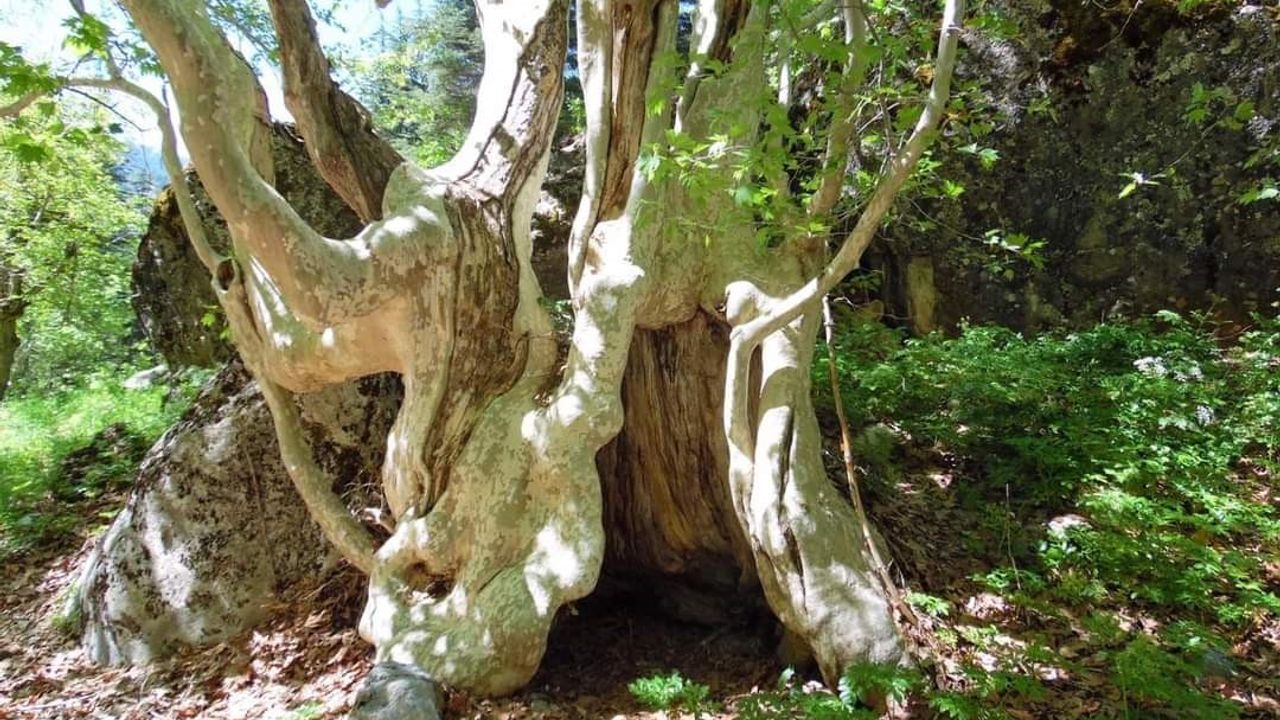 500 yıllık çınar ağacı görenleri mest ediyor