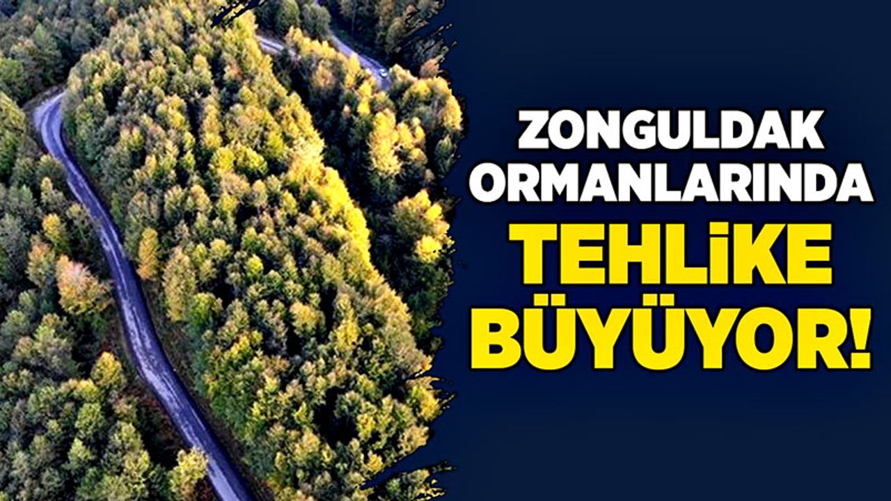 Zonguldak ormanlarında tehlike büyüyor!