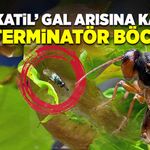 ‘Katil’ Gal arısına karşı terminatör böcekleri devreye sokuldu