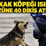 6 yaşındaki çocuğu sokak köpeği ısırdı, yüzüne 40 dikiş atıldı