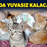 Yakında yuvasız kalacaklar