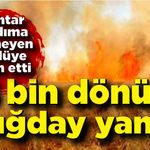 15 bin dönüm buğday küle döndü; Muhtar köylüye isyan etti