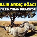 Yüzyıllık ardıç ağacı, kökleriyle hayran bırakıyor