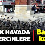 Sıcak havada güvercinlere banyo keyfi
