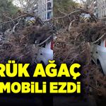 Çürük ağaç otomobili ezdi!