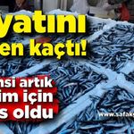 Zonguldak'ta balık fiyatları vatandaşı üzdü