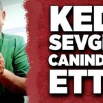 Kedi sevgisi canından etti!