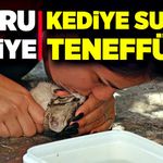Yavru kediye suni teneffüs ve kalp masajı uyguladılar!