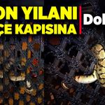 Piton yılanı bahçe kapısına dolandı!