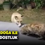 Vahşi doğa ile evcil dostluk! Tilkiler ve kediler bir arada beslendi