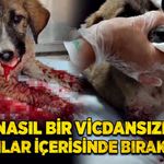Bu nasıl bir vicdansızlık? Kanlar içerisinde bırakıldı