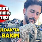 Çamura bulanmış martıya Zonguldak'ta özel bakım