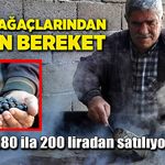 Defne ağaçlarından gelen bereket!