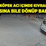Ezdiği köpek acı içinde kıvranırken, arkasına bile dönüp bakmadı!