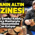 Ormanın altın hazinesi! Kanlıca mantarıyla aile ekonomisine katkı sağlıyor