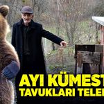 Kastamonu'da ayı kümesteki tavukları telef etti!