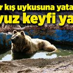 Ayılar kış uykusuna yatamadı, havuz keyfi yaptı