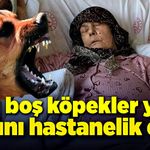 Başı boş köpekler yaşlı kadını hastanelik etti!