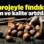 Bu projeyle fındıkta verim ve kalite artırılacak