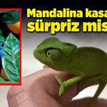 Mandalina kasasında sürpriz misafir!