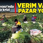 Bafra Ovası'nda pırasa krizi: Verim var, pazar yok!