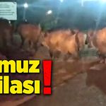 Orman İşletme Müdürlüğü'ne domuzlar dadandı!