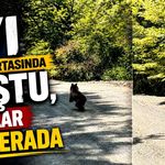 Ayı yolun ortasında koştu, o anlar kamerada