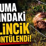 Koruma altındaki gelincik Ilgaz Dağı'nda görüntülendi