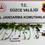 Kenevir bitkileri ve fişekler ele geçirildi
