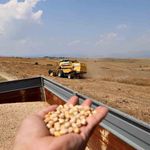 Nohutta hasat başladı: Tarlada kilosu 30-35 lira