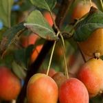 Tıbbi ve aromatik meyveler orman köylüsüne gelir kapısı oluyor