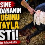 Bahçesine giren dananın kuyruğunu baltayla kesti