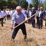 Binali Yıldırım Harman Şenliği'nde tırpan salladı