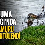 Çaycuma Irmağı'nda su samuru görüntülendi
