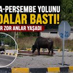 Çaycuma-Perşembe yolunu mandalar bastı! Sürücüler zor anlar yaşadı