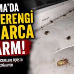 Çaycuma’da kahverengi kokarca alarmı