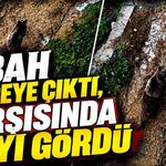 Sabah bahçeye çıktı, karşısında ayıyı gördü