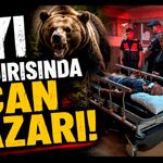 Ayının saldırdığı çobanı köpekleri kurtardı
