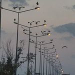 Çorlu'da ilginç manzara: Direkler, ağaçlar ve tarlalar leyleklerle doldu
