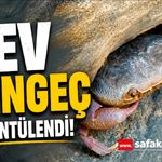 Yüksekova’da dev yengeç görüntülendi
