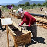 "Dünyanın en pahalı baharatı" köstebeklerden korunacak