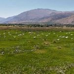 Göç yolundaki leylekler havadan görüntülendi