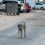 Halfeti’de sahipsiz köpeğin saldırdığı çocuk yaralandı