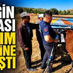 İneğin kafası tarım aletine sıkıştı