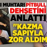 İnağzı muhtarı pitbull dehşetini anlattı: "Kazma sapıyla zor aldım