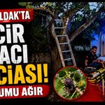İncir Ağacını Budarken Düştü, Durumu Ağır